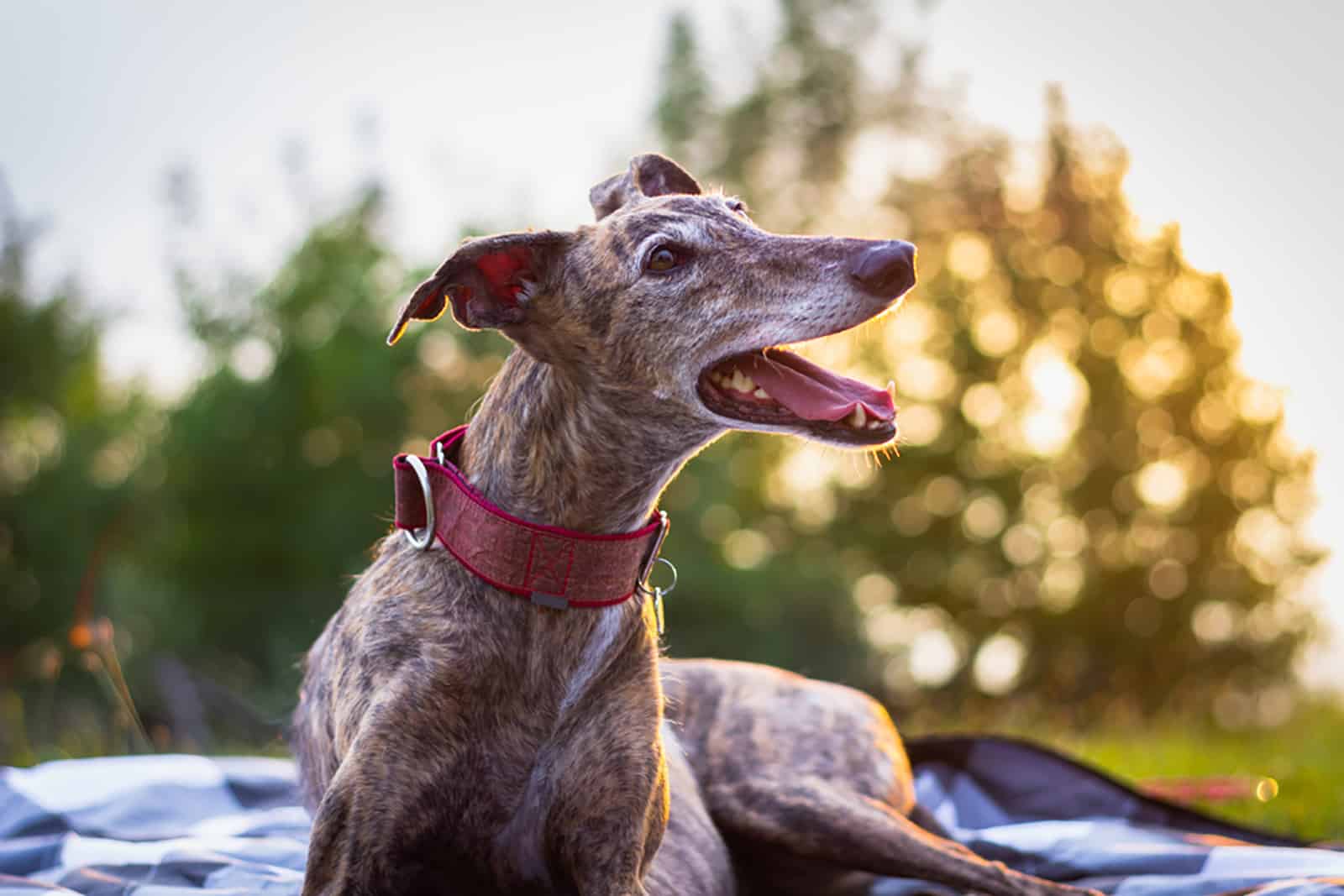 greyhound dog lying at blanket