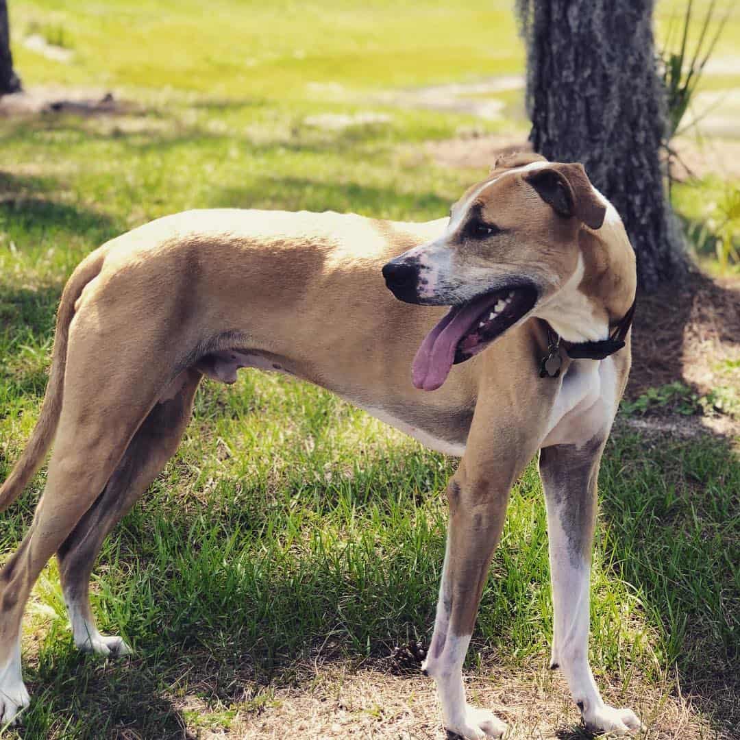 greyhound boxer mix