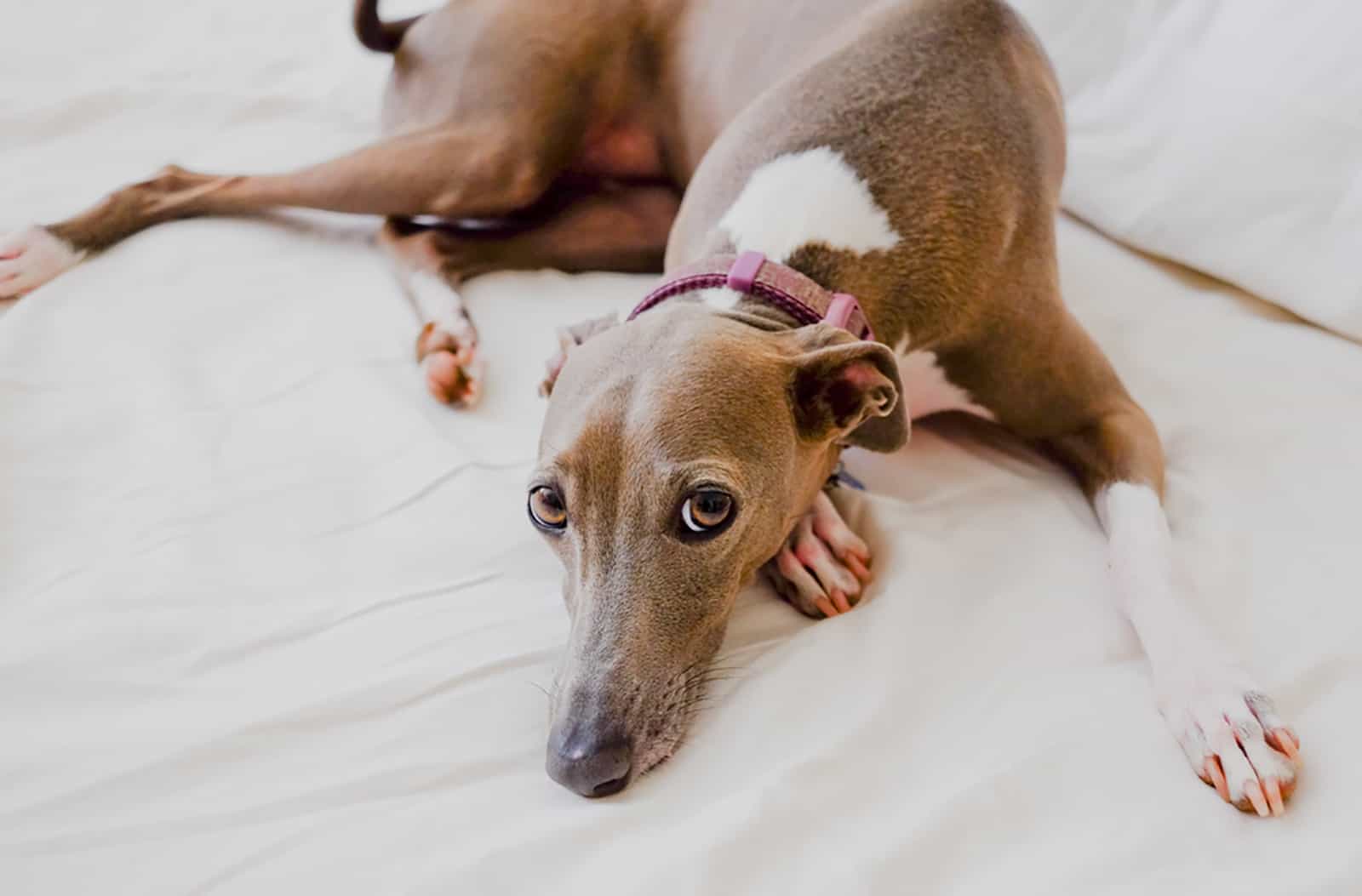 greyhound dog laying on the bed