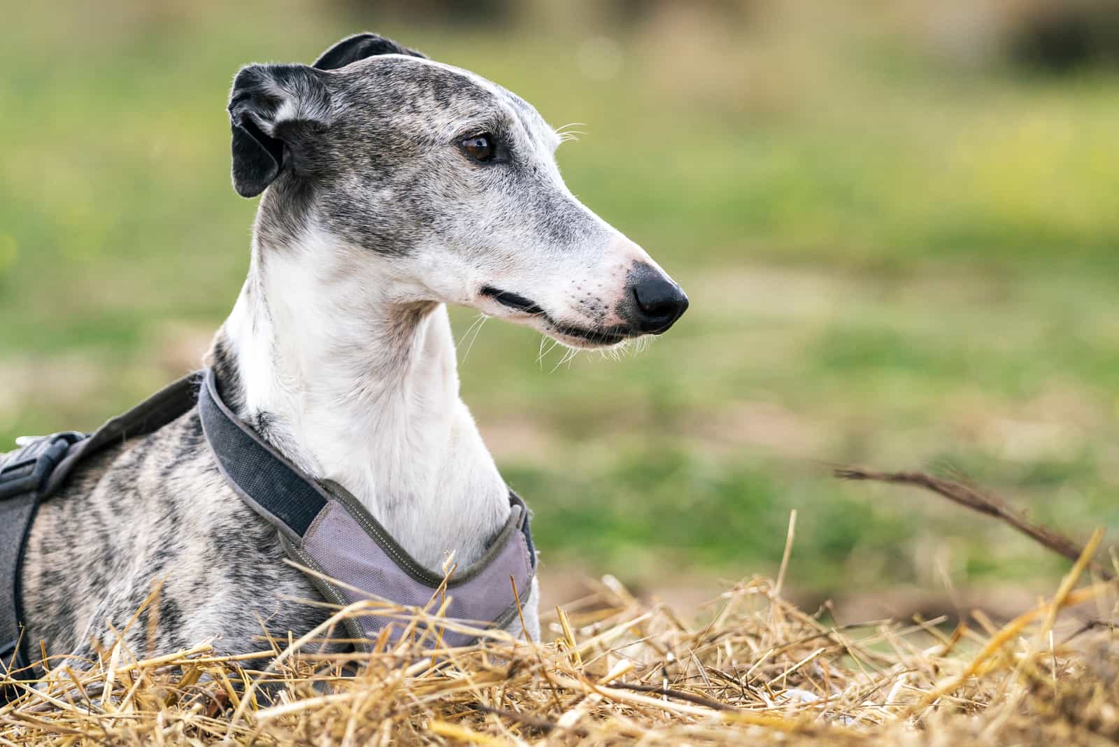 greyhound dog resting outdoors