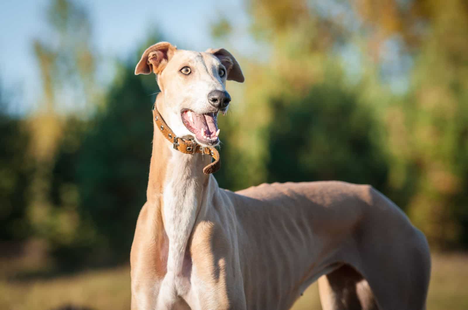 greyhound dog in nature