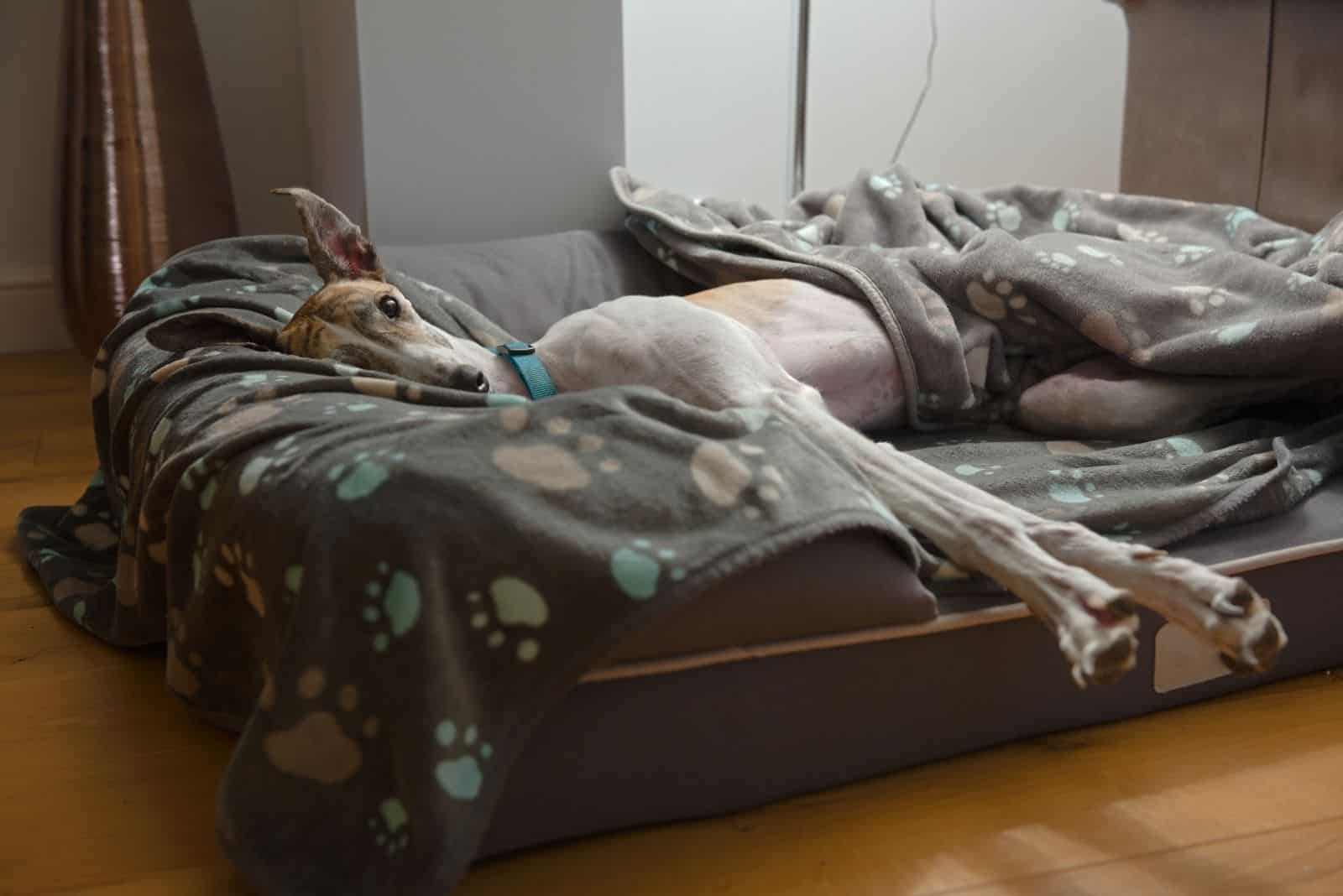 greyhound lying down on the dog bed with ears pricked and looking at the camera