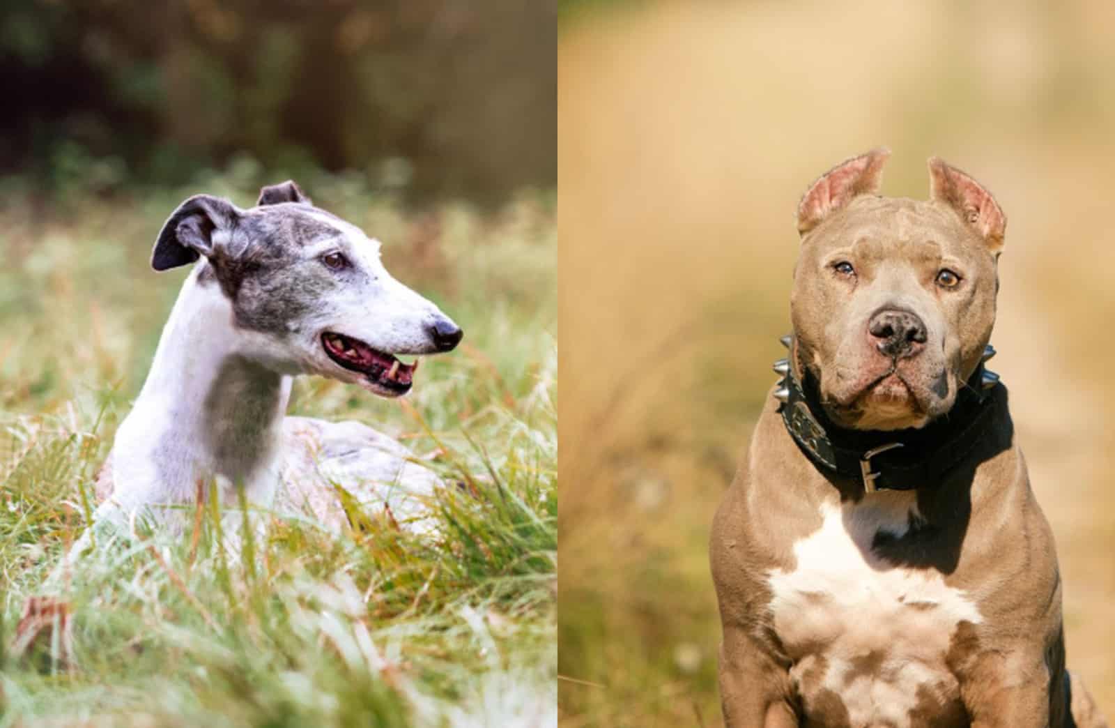 Greyhound Pitbull Mix: Gentle Pup Or An Aggressive Giant?