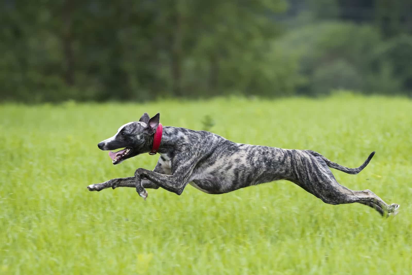 Greyhound running on grass