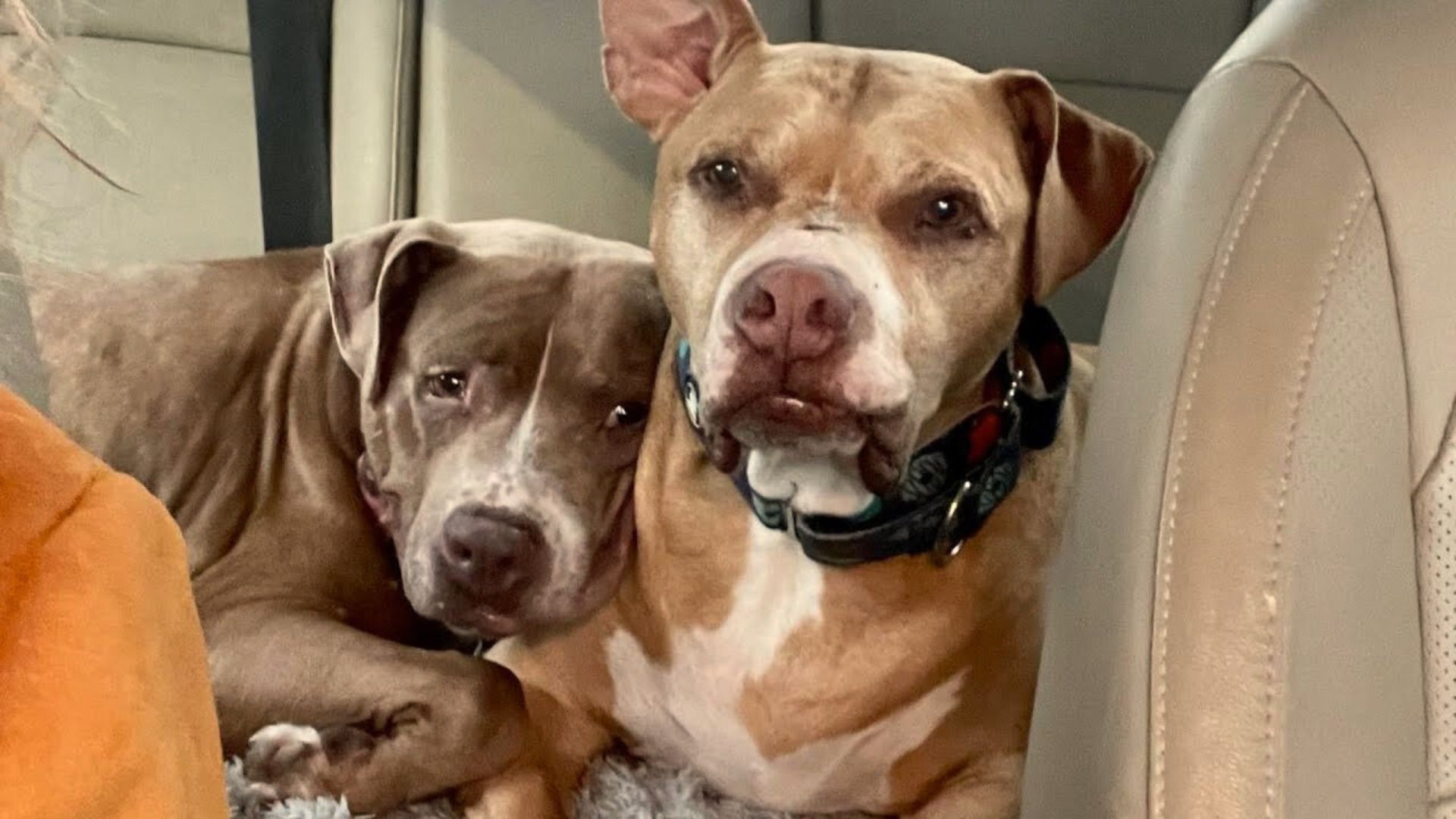 Witness How These 2 Dogs Comforted Each Other After Their Best Friend Crossed The Rainbow Bridge