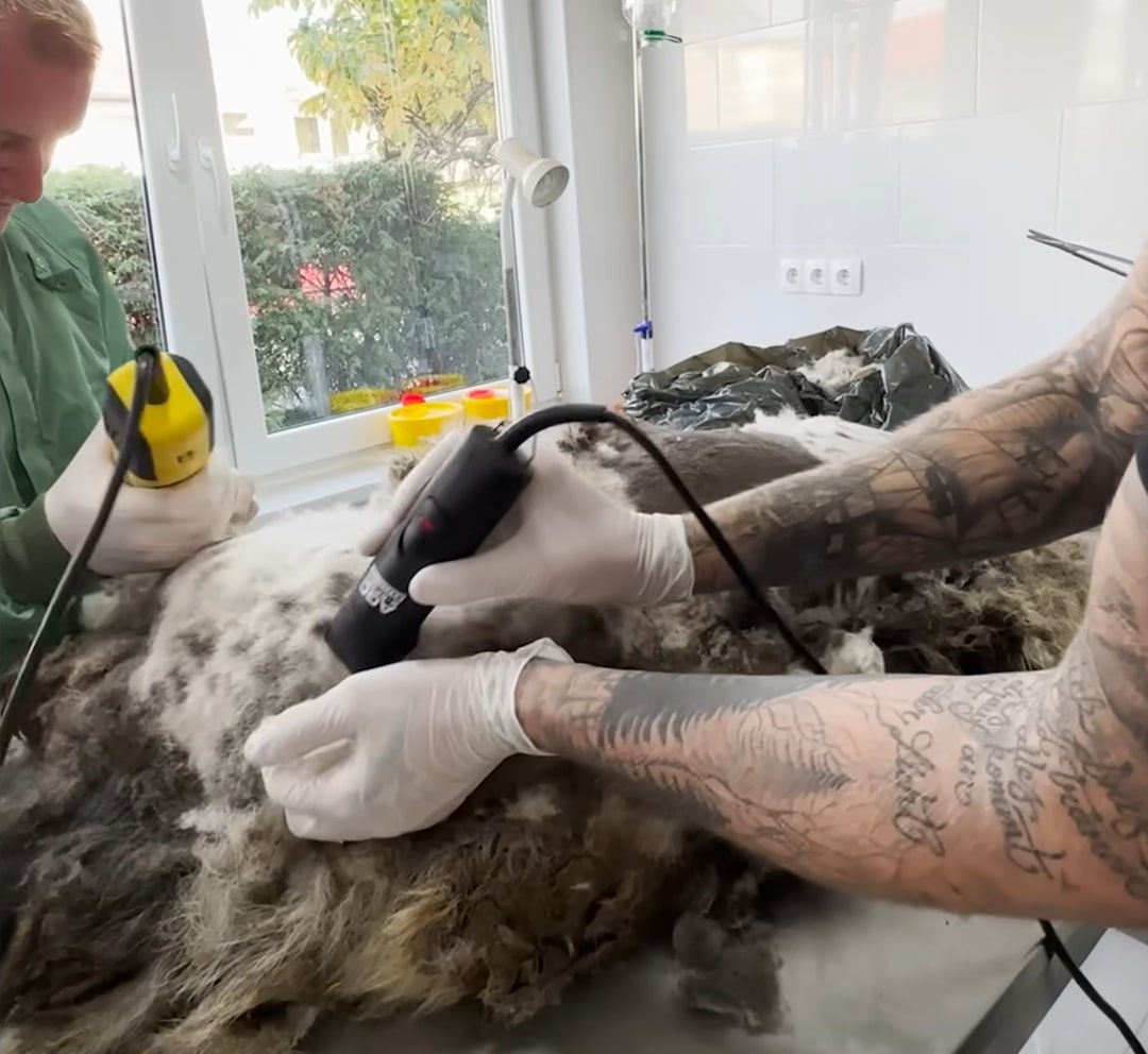 groomers shaving dog