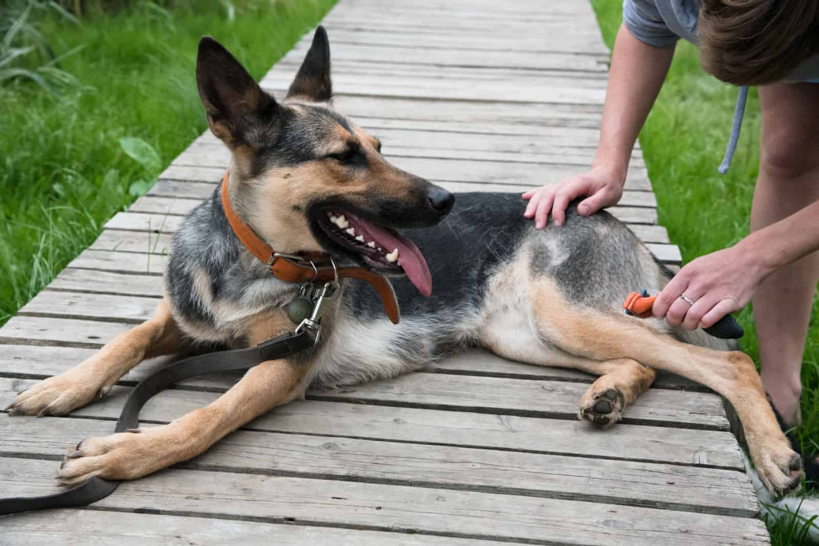 grooming big german shepherd outdoor