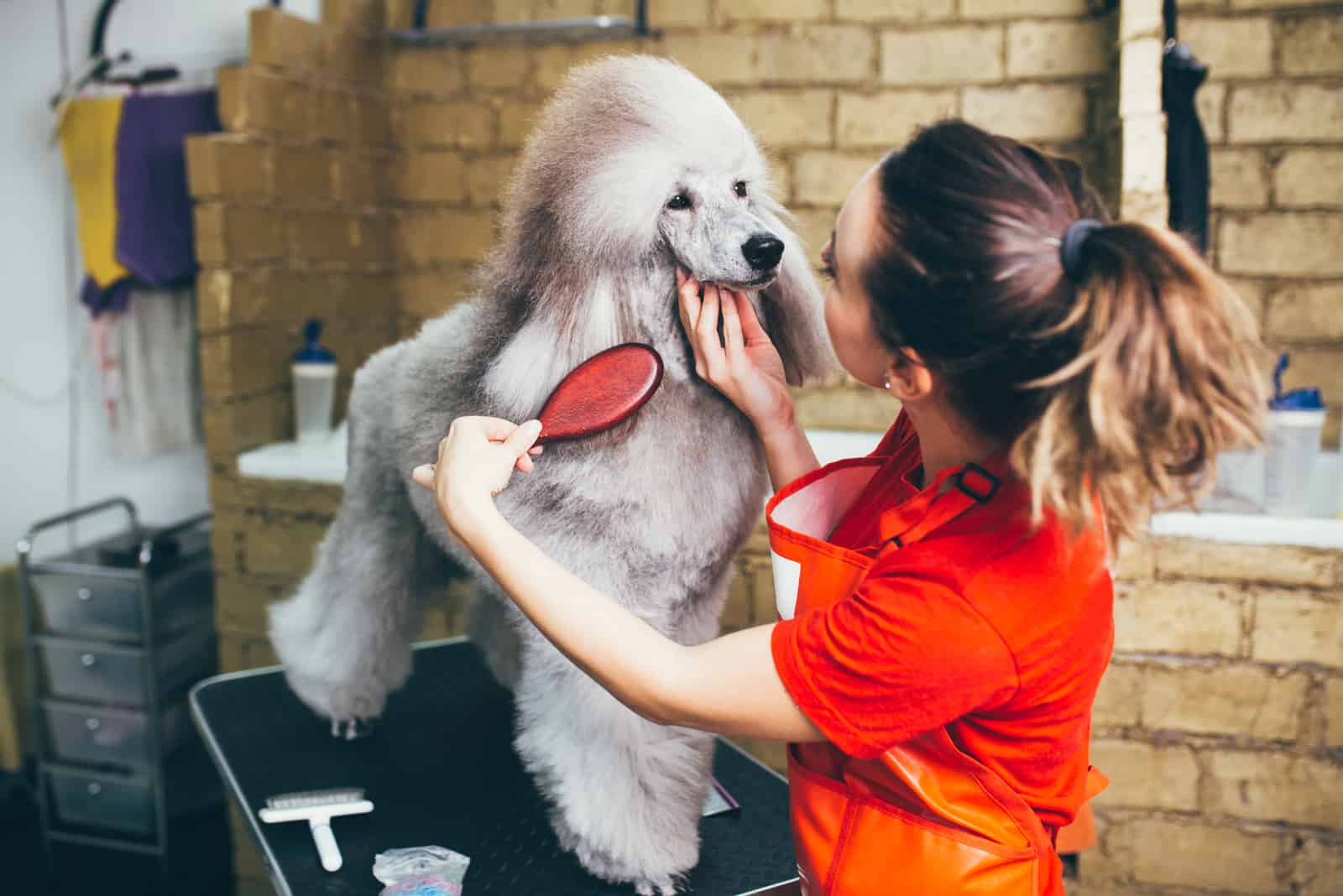 grooming poodle