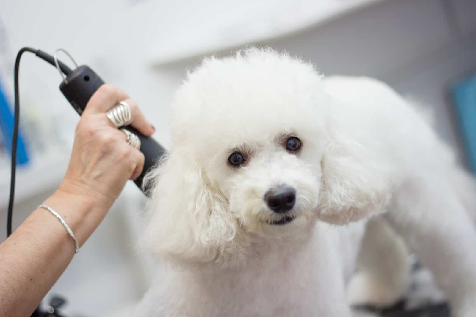 grooming white poodle