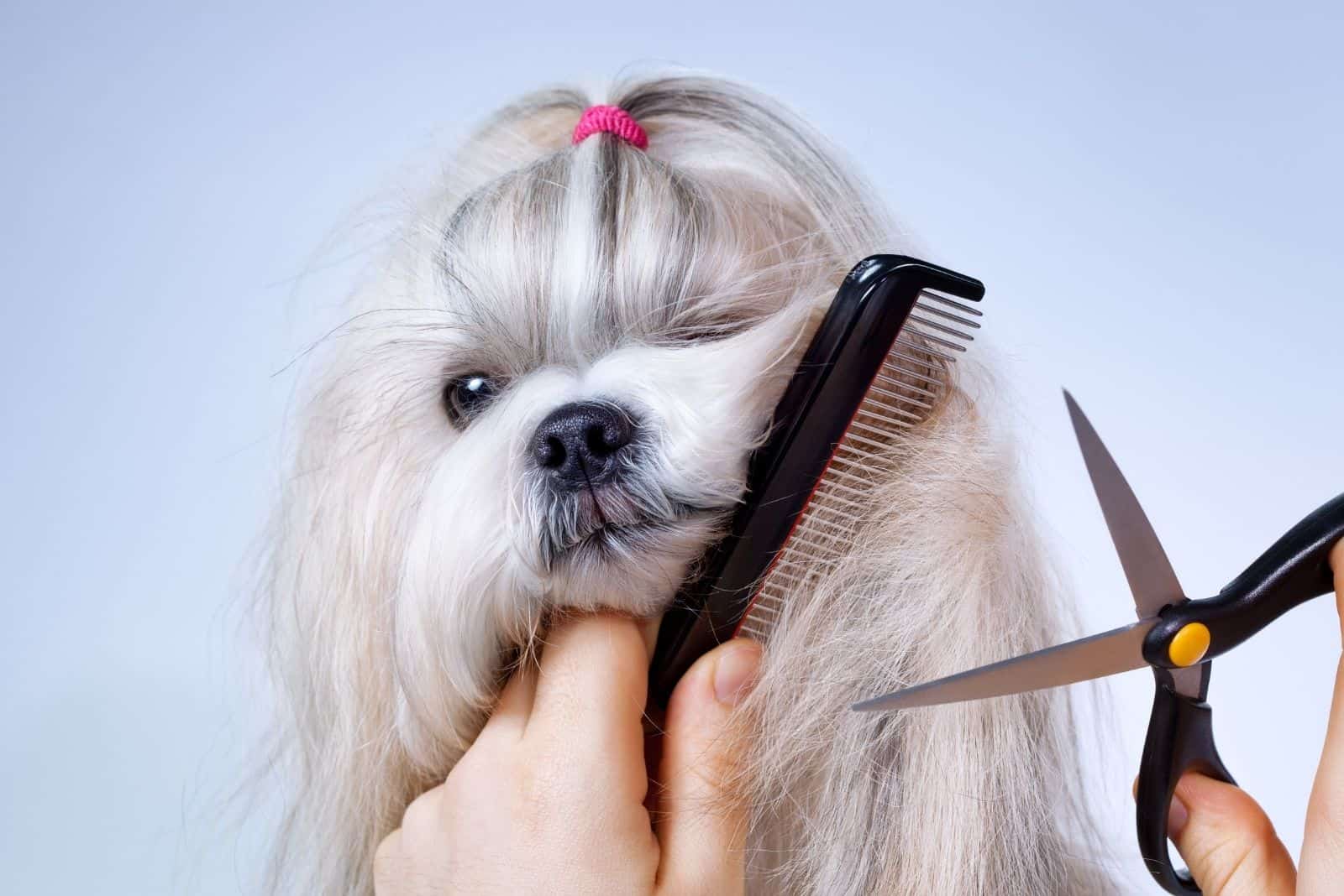 grooming white shih tzu dog with scissors and comb