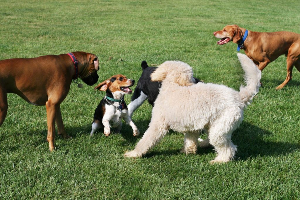 group of dogs playing outdoors