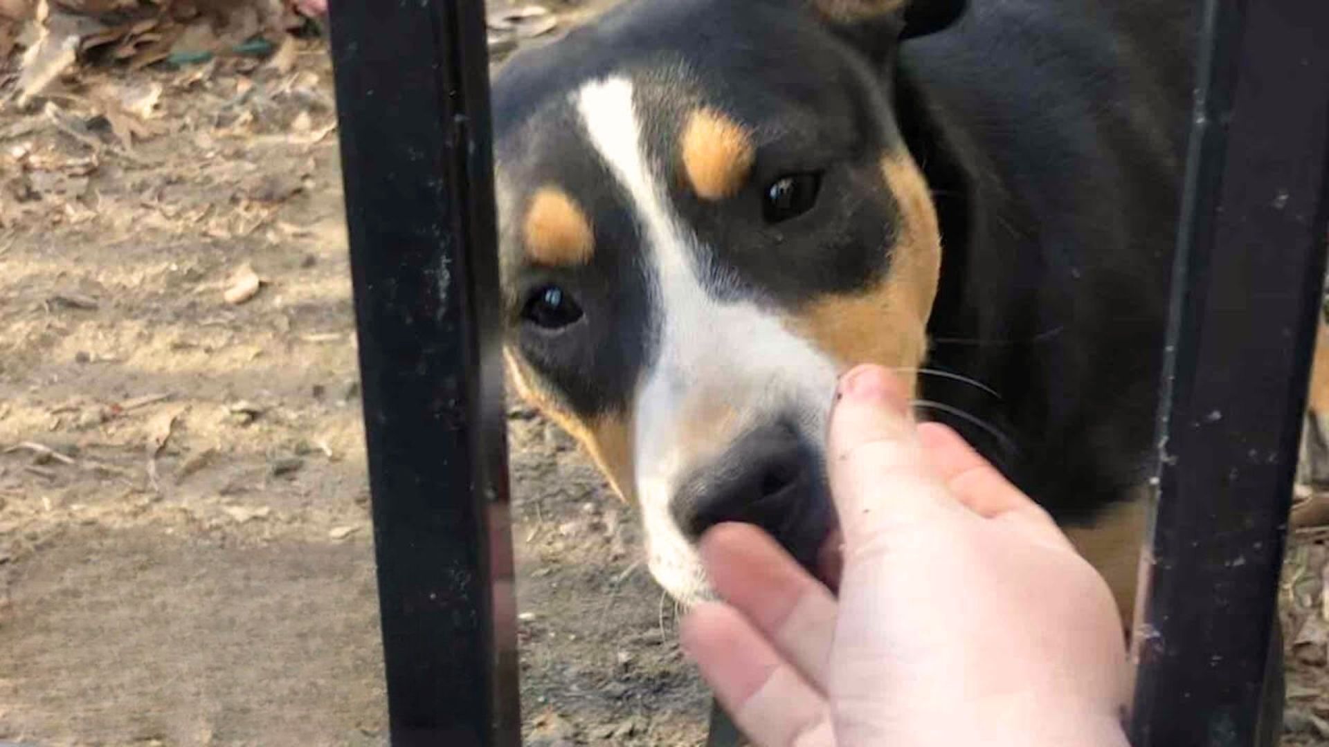 This Scared Pup Learned How To Trust Again After Meeting His New Mom From Oregon