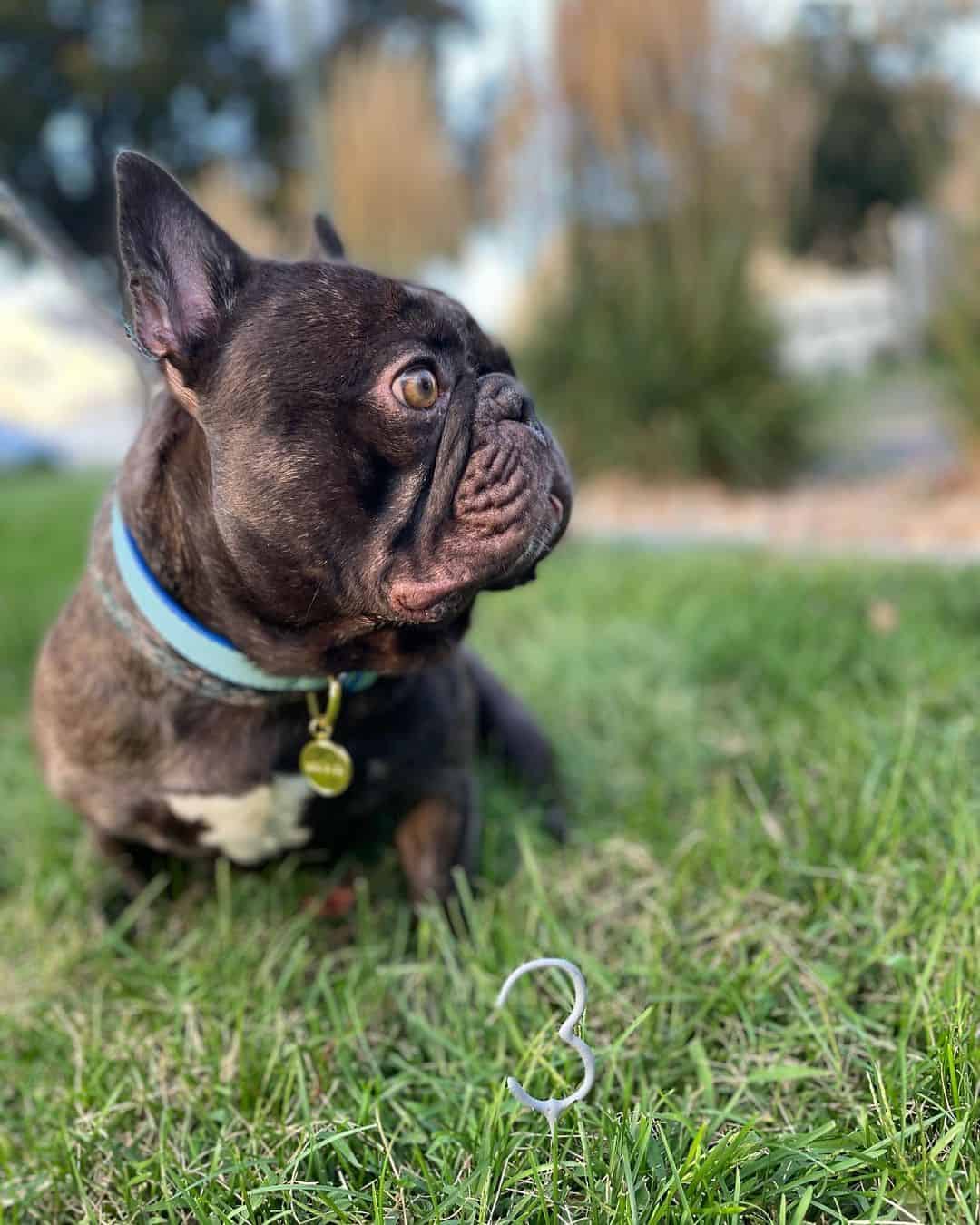 grown chocolate brindle french bulldog