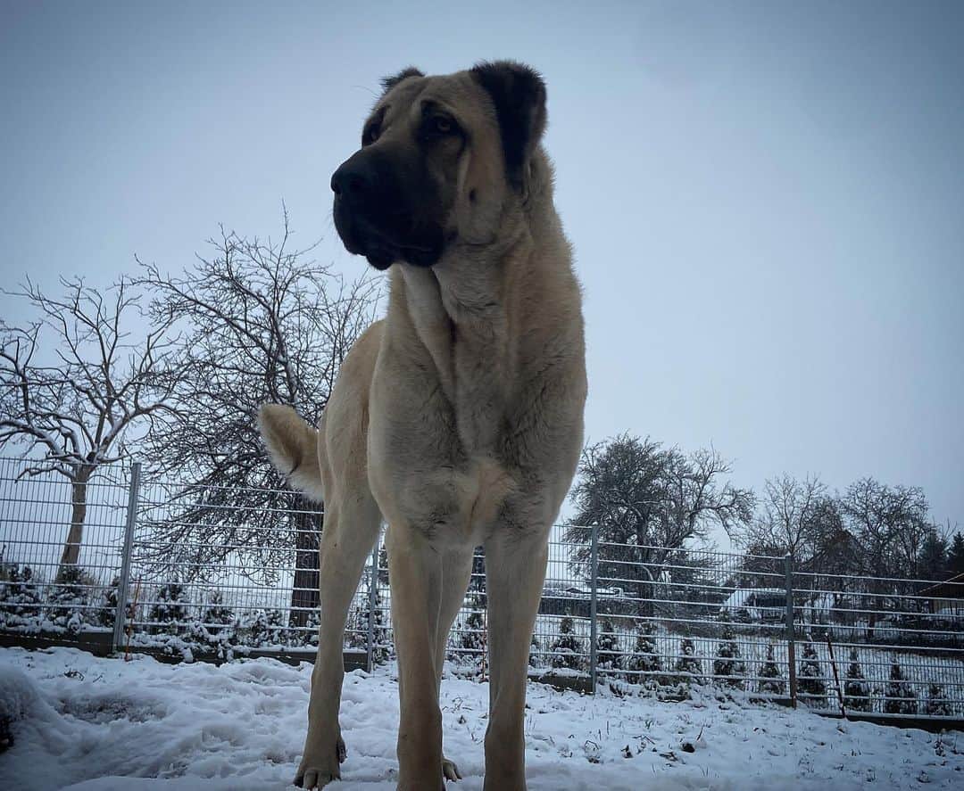 grown kangal dog