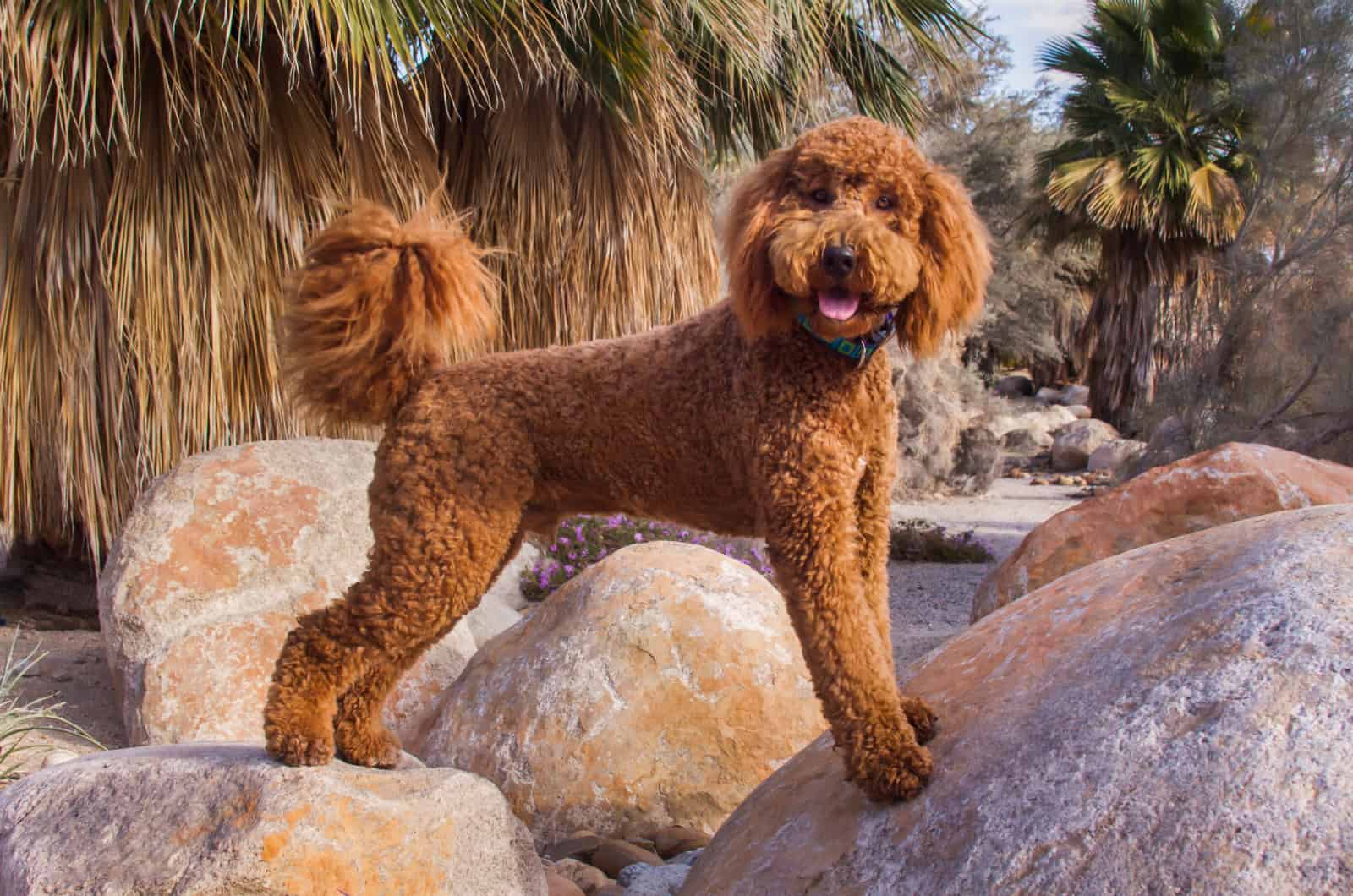 grown labradoodle standing on rocks