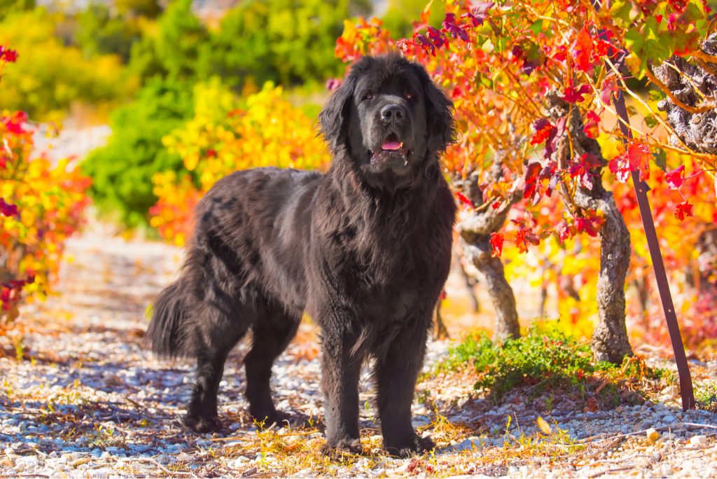 grown newfoundland in nature