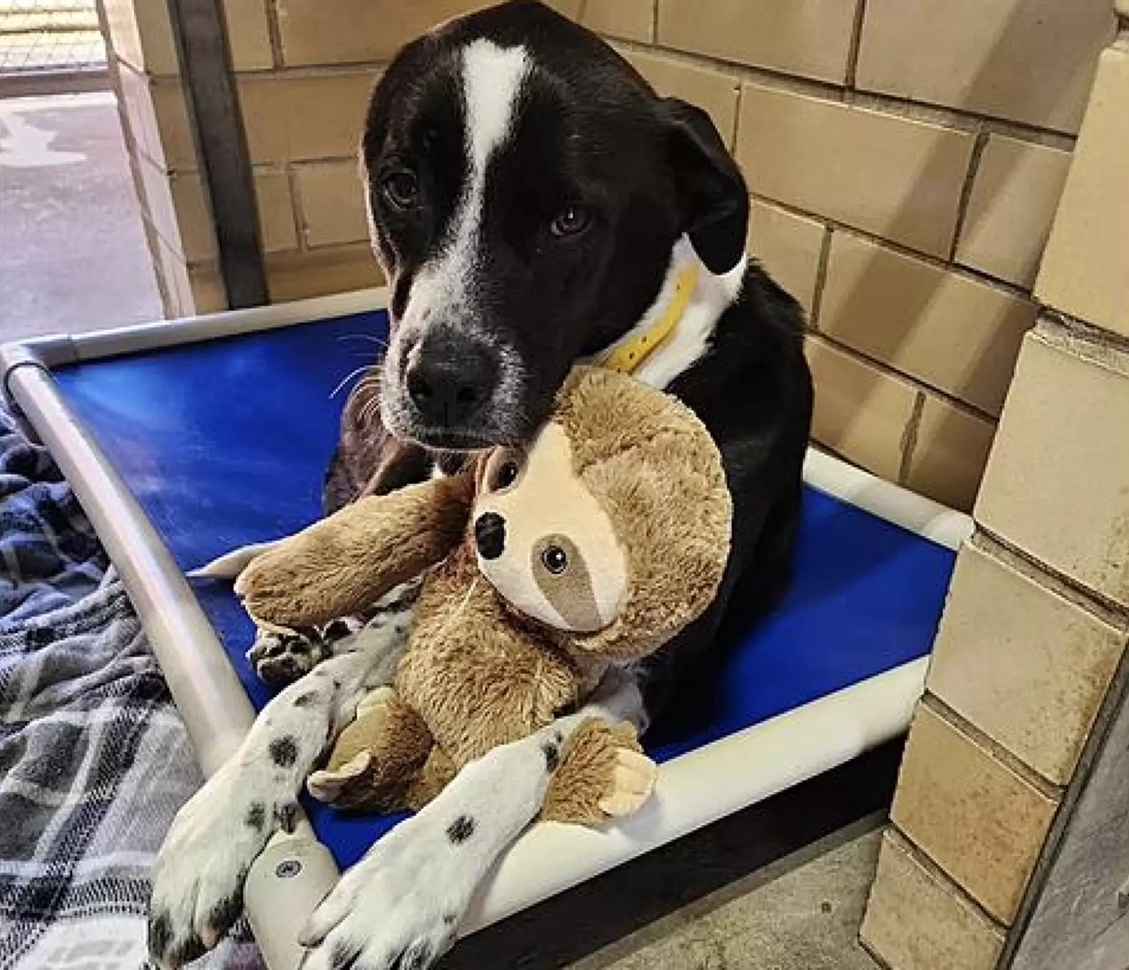 grown up dog with teddy bear