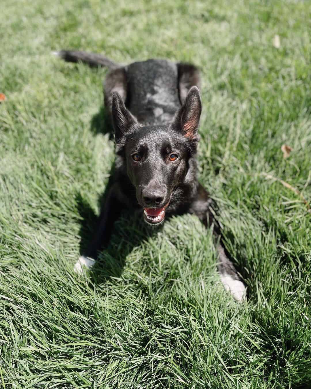 GSD Border Collie mix