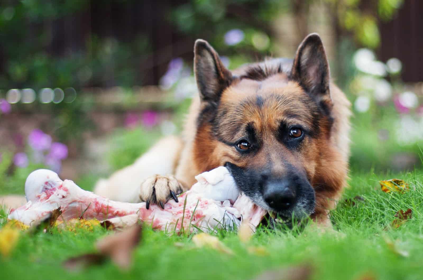 gsd chewing on a bone in garden