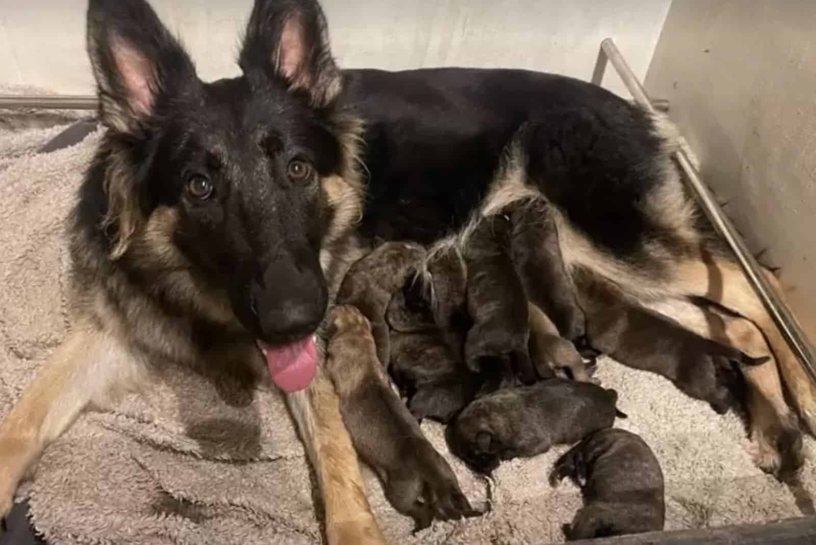 GSD Girl lies down while her offspring nurse her