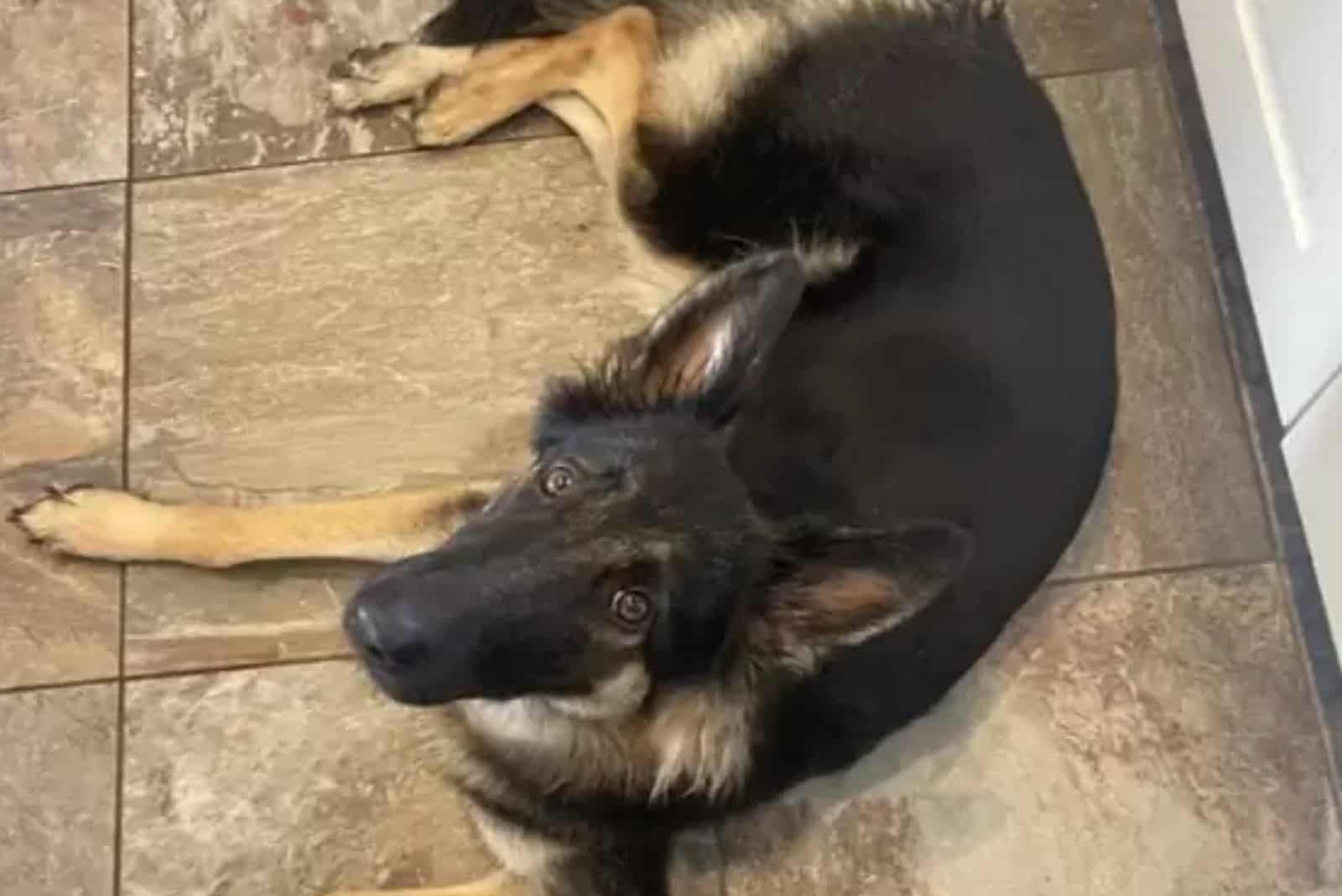 GSD Girl with euthanasia lying on the tiles and looking at the camera