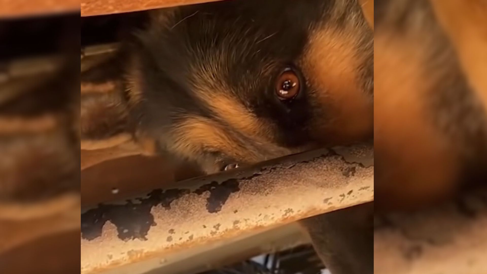 GSD Learns The Hard Way It’s Not Okay To Play Under Trucks