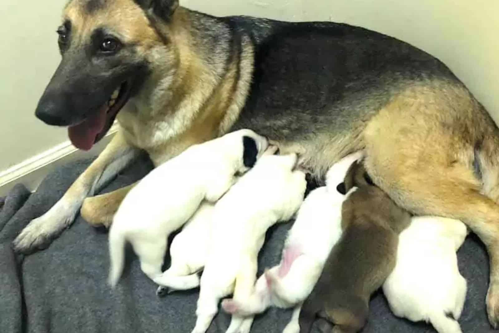 gsd mom and her puppies lying together