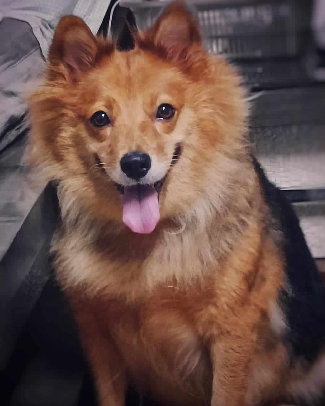 gsd pomeranian mix