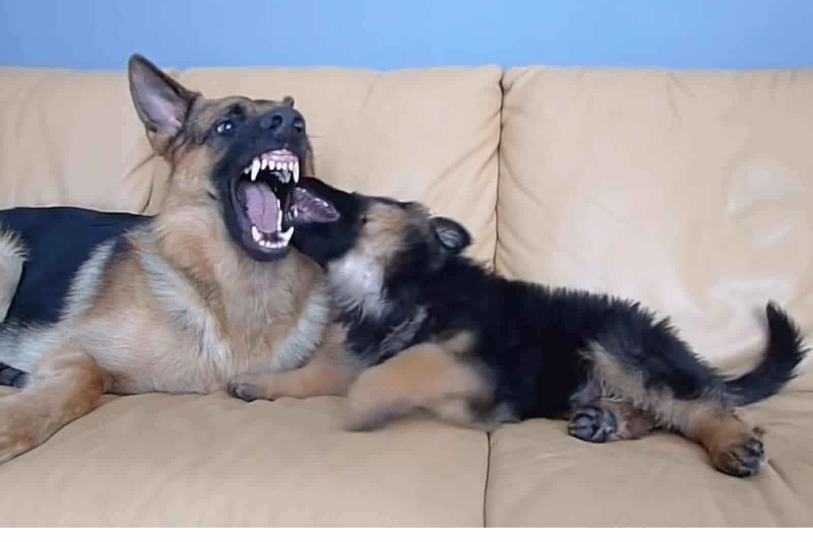 GSD puppy bites his older brother on the couch