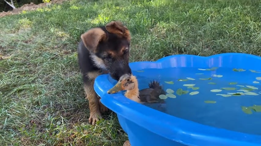 GSD puppy plays with a duck in the pool