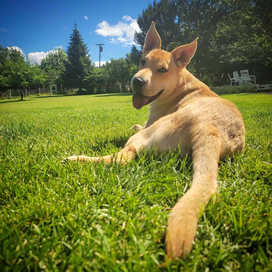 gsd shar pei mix