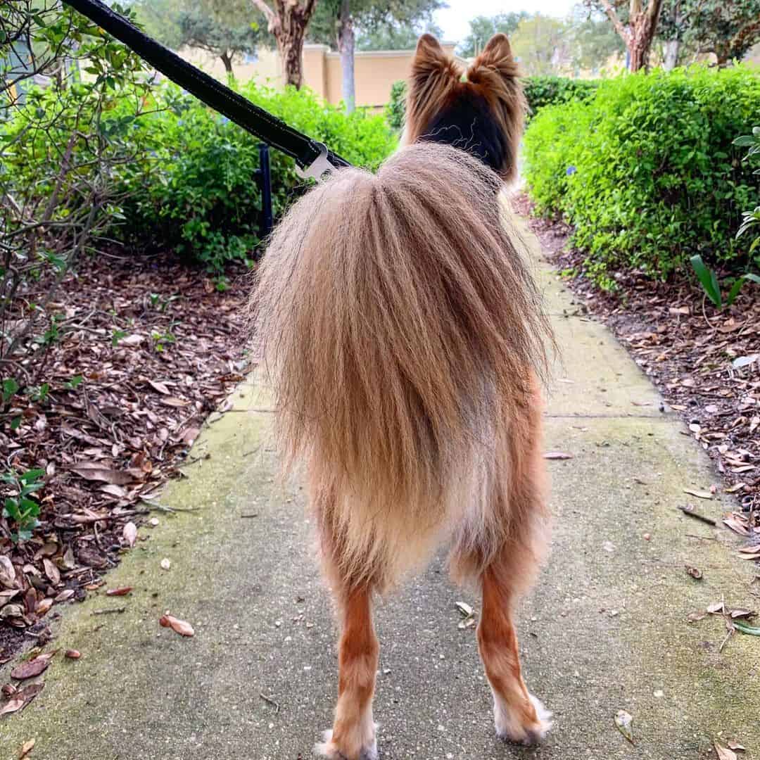 gsd with bushy tail