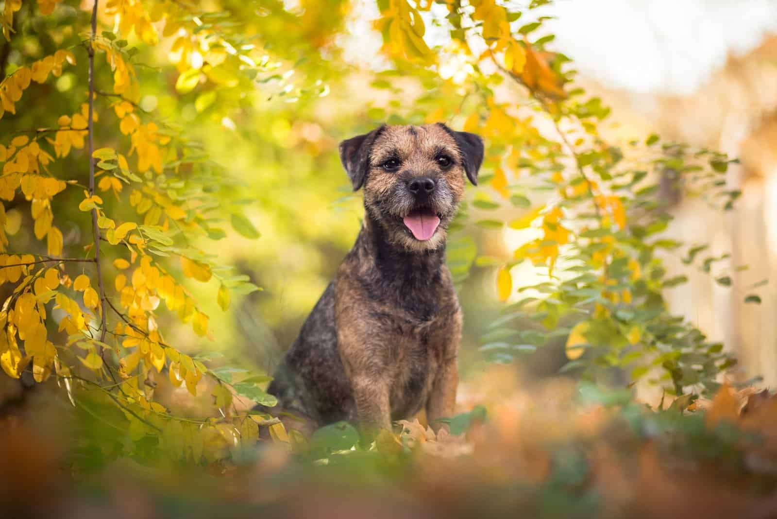 28 Terrier Dog Breeds: Small, Medium, And Large Pups