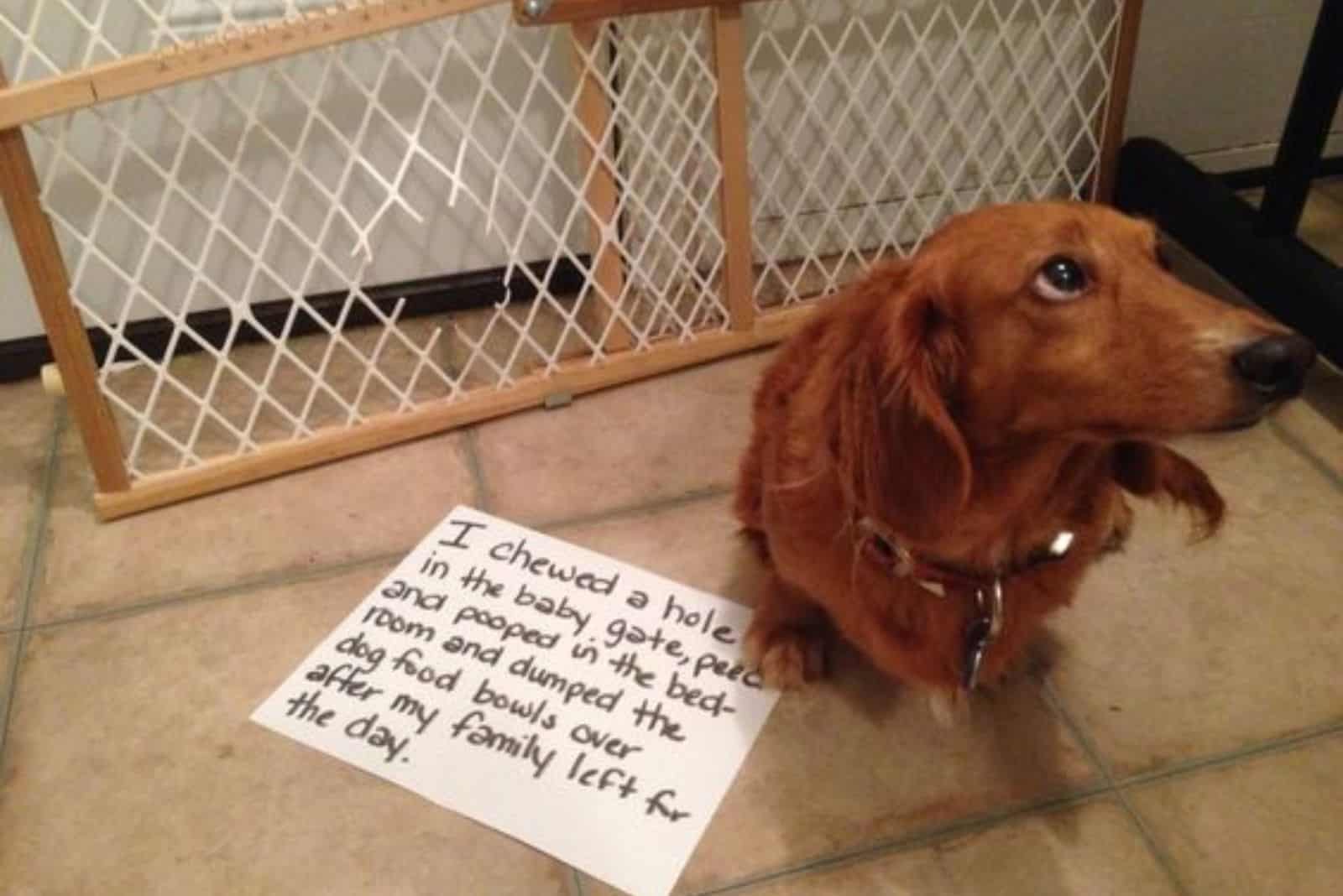 guilty dachshund dog sitting on the floor