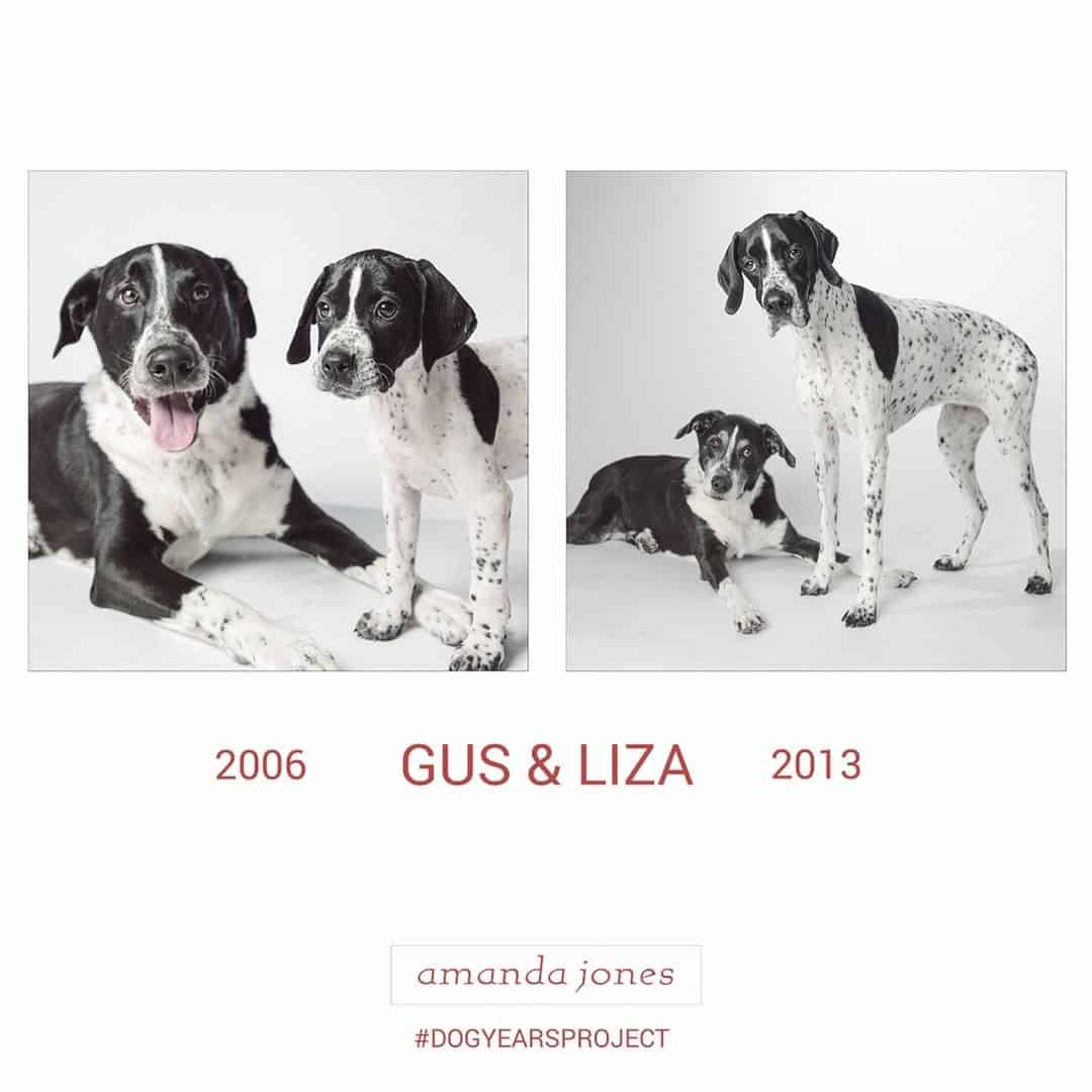 gus and liza dogs through years