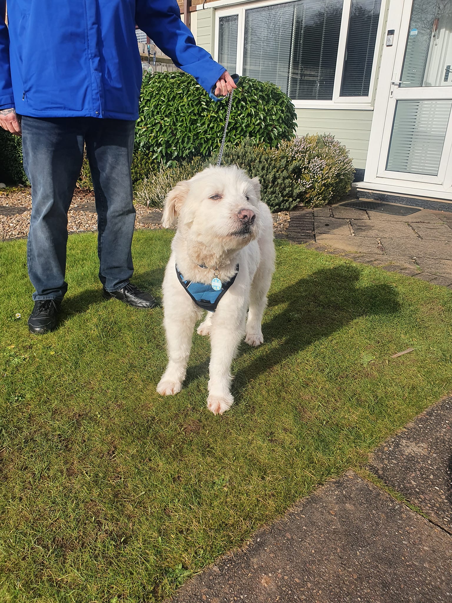 guy and beautiful white dog