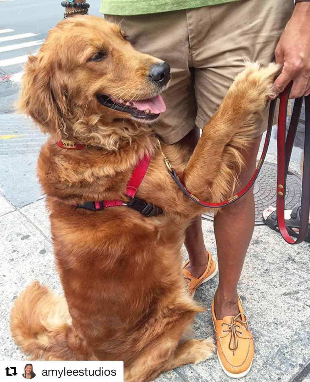 Guy and dog hugging