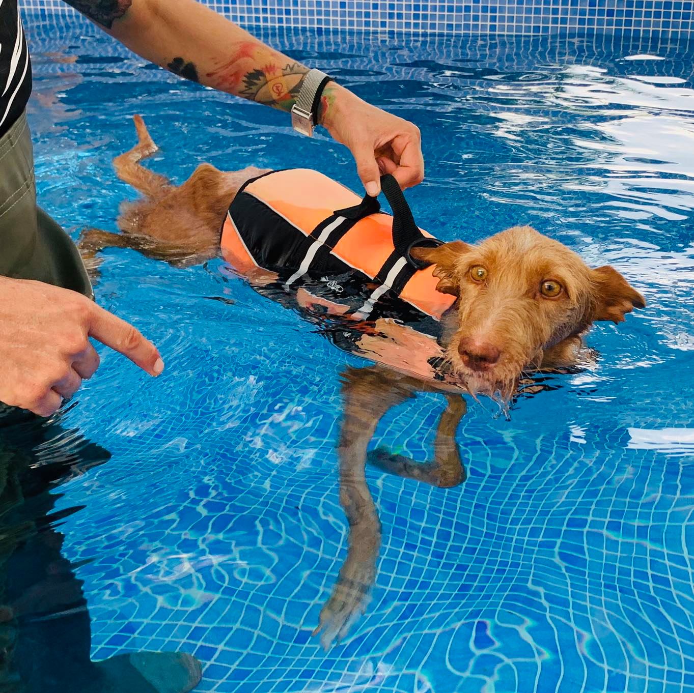 guy and dog swimming