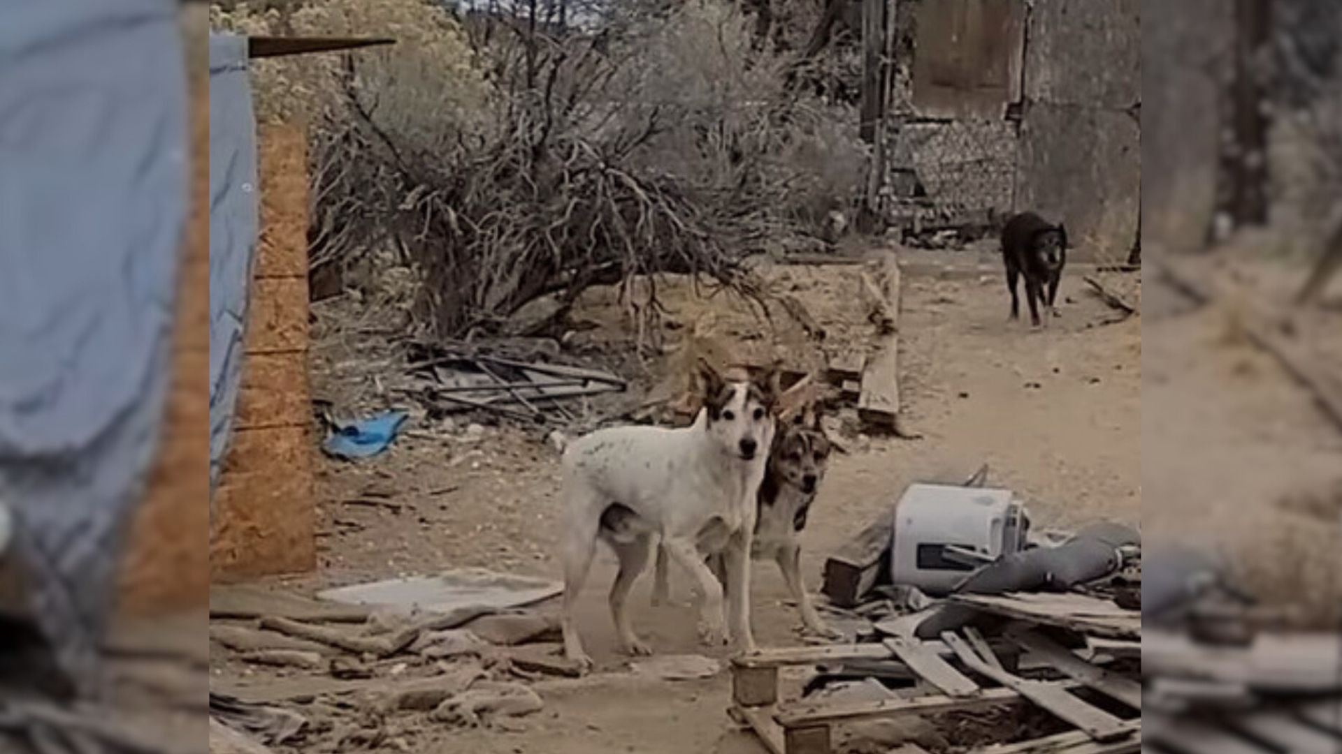 After months of effort, the man finally succeeded in gaining the trust of a stray dog