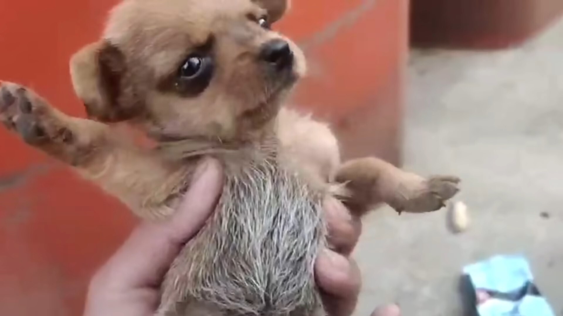 guy holding a little brown puppy