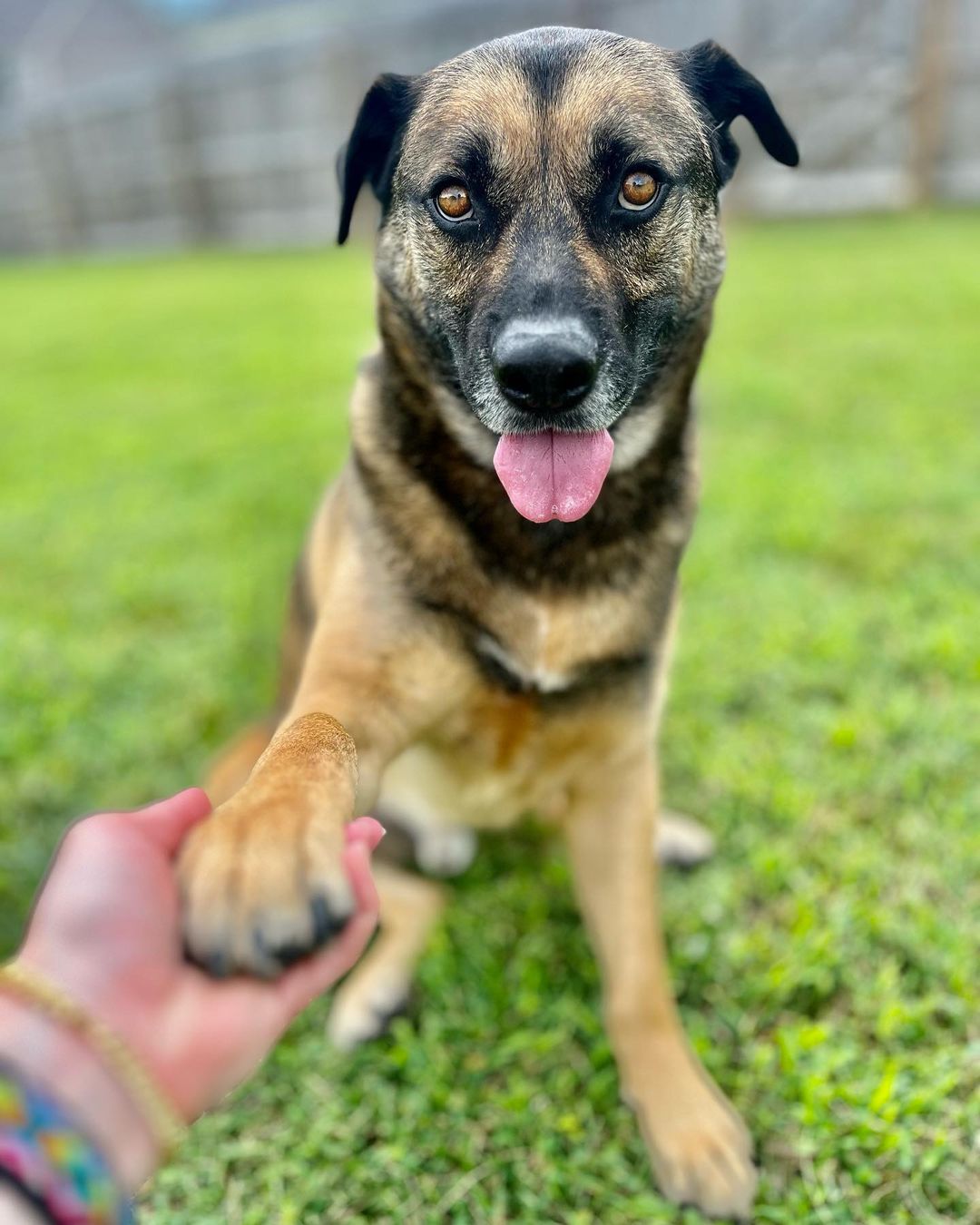 guy holding dogs paw