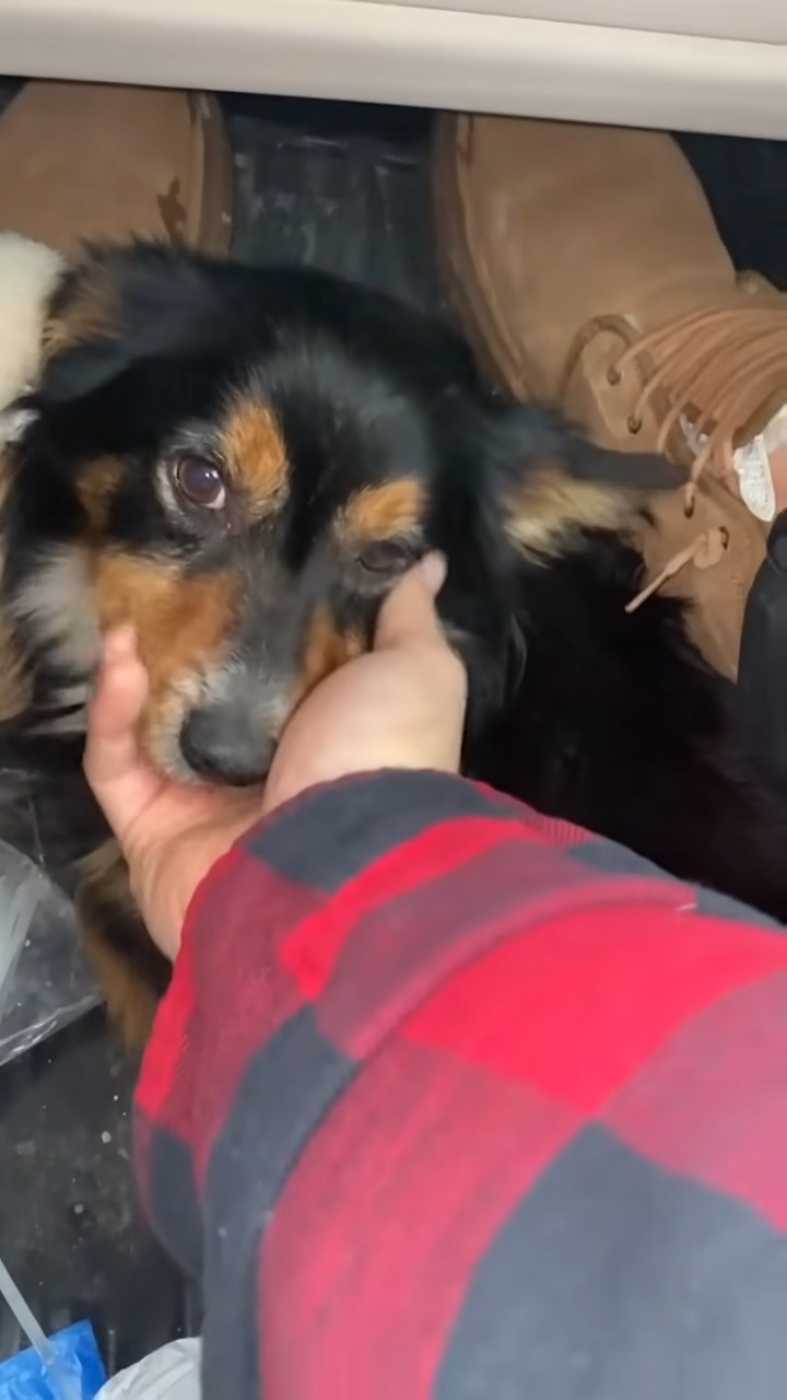 guy petting a black and tan dog in the car