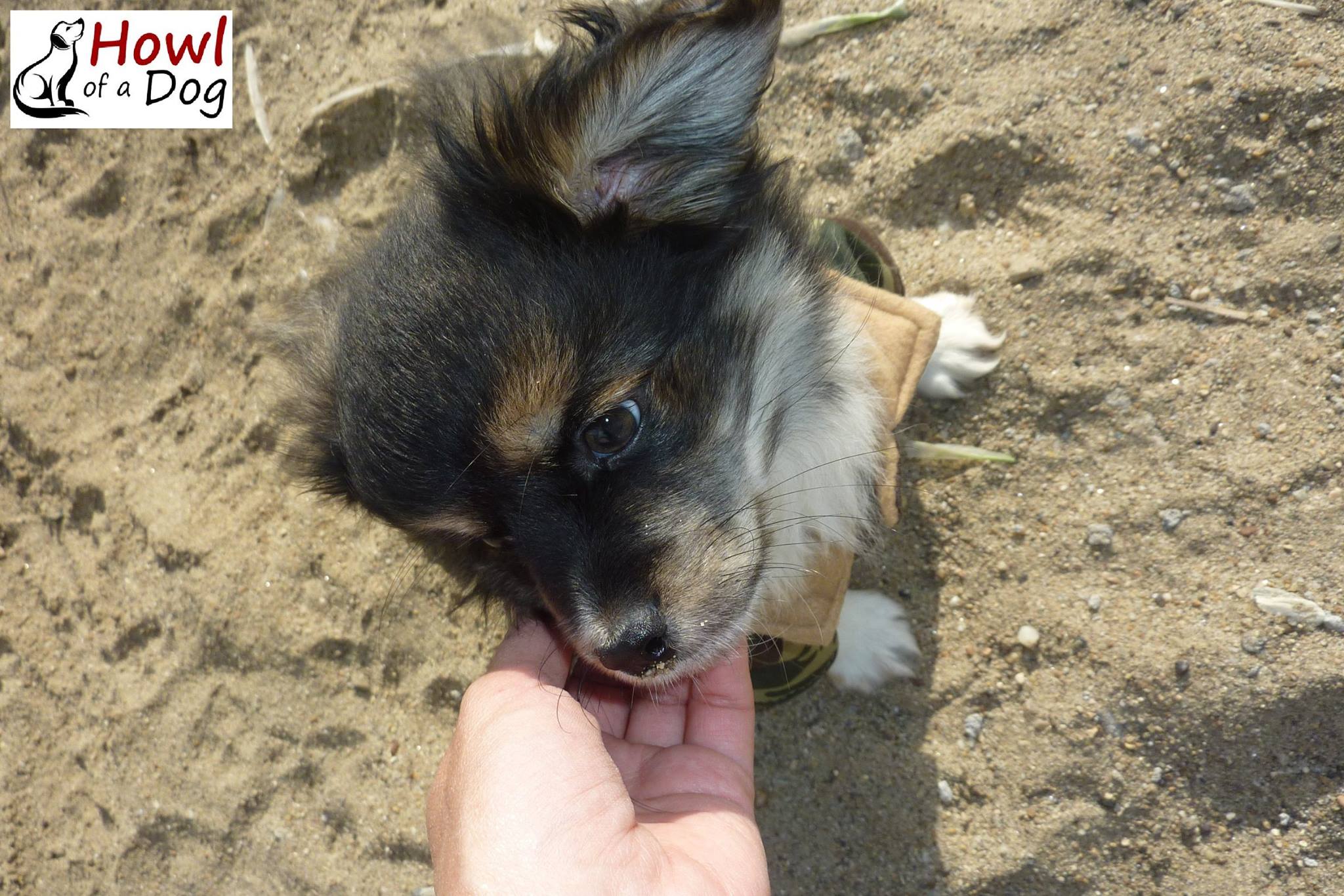 guy petting a puppy