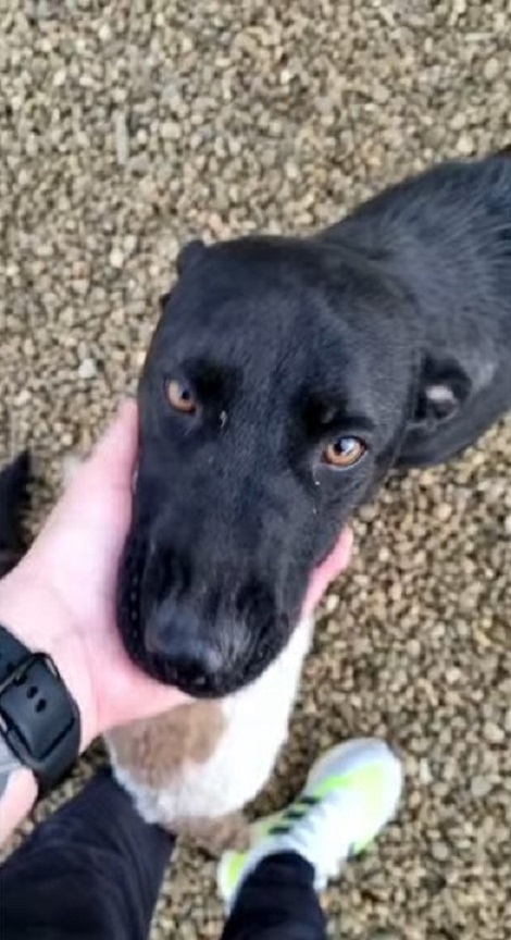 guy petting abandoned dog