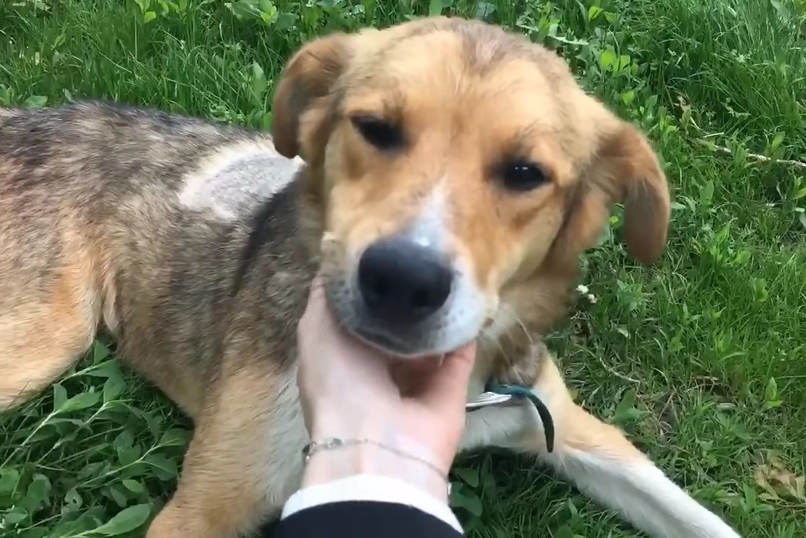 guy petting brown dog