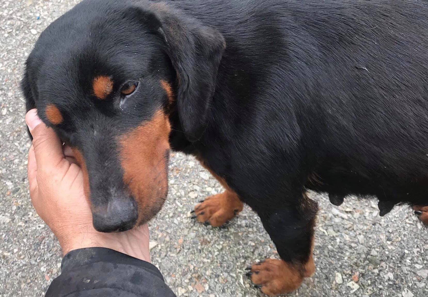 guy petting pregnant dog