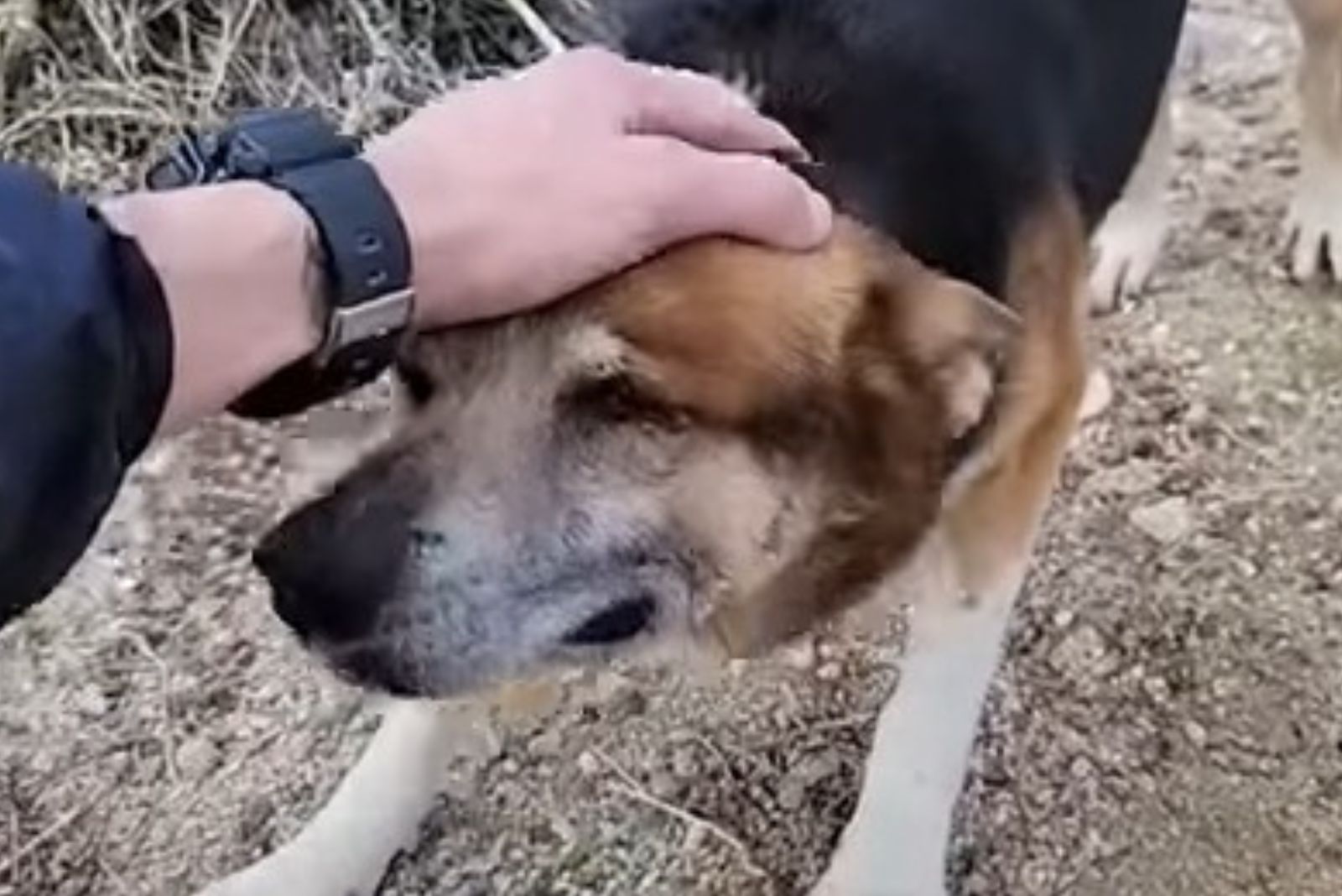 guy petting the stray dog