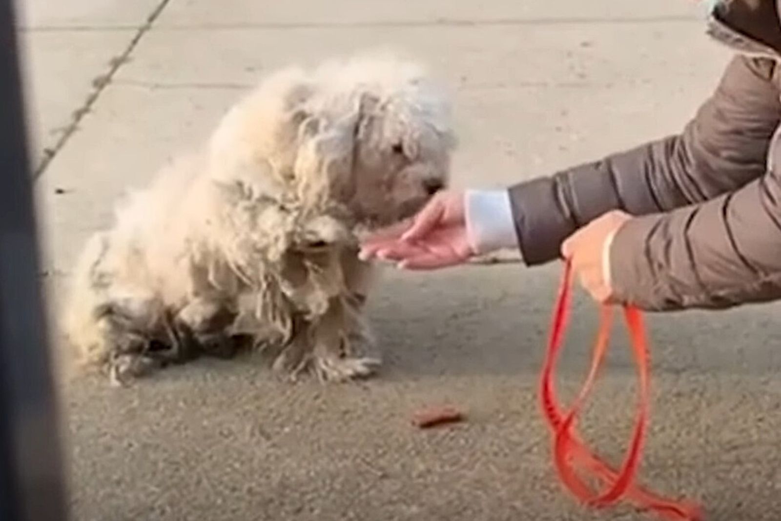 guy petting white dirty dog