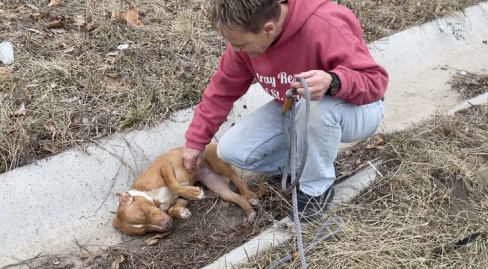 guy playing with brown dog