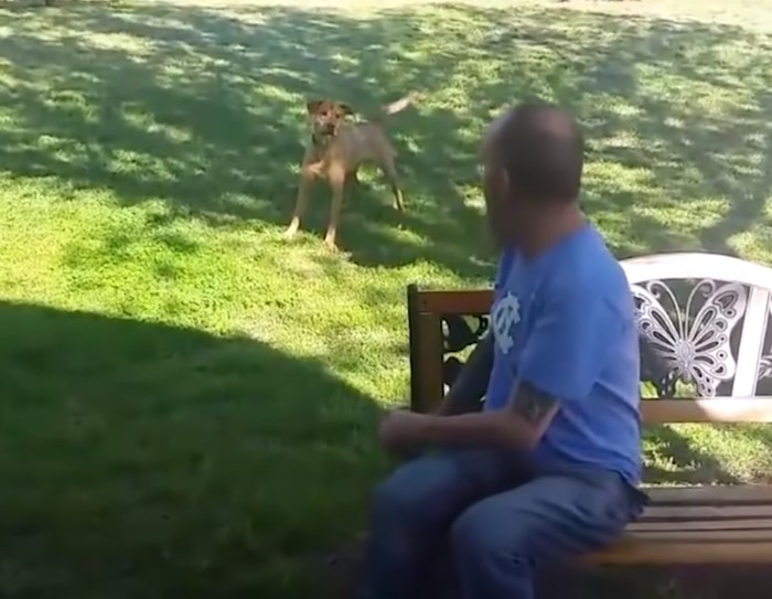 guy in the blue shirt sitting on a bench and a dog is playing